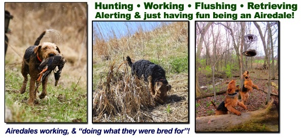 Airedales... being Airedales!